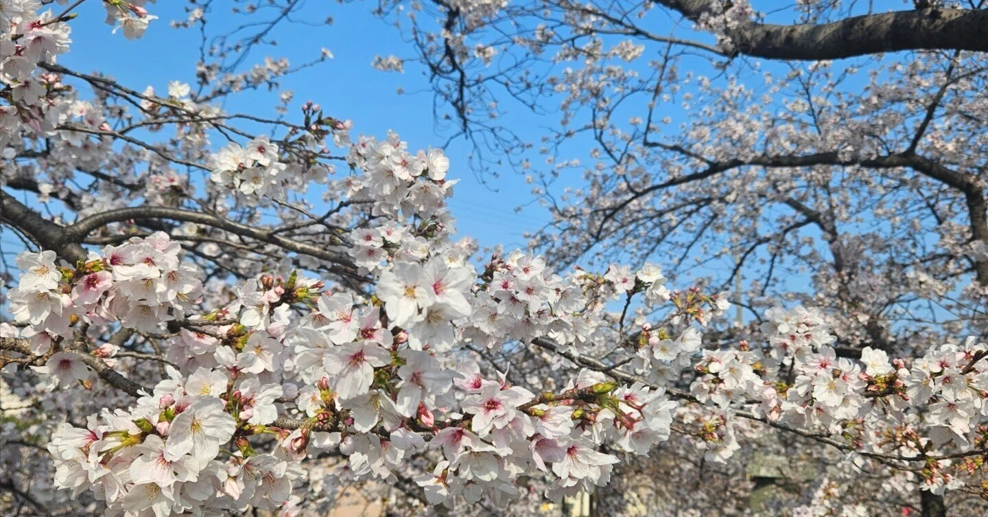 大好きすぎてさみしくなるもの、桜と雪。｜ゆい︎┊︎心の温度を1