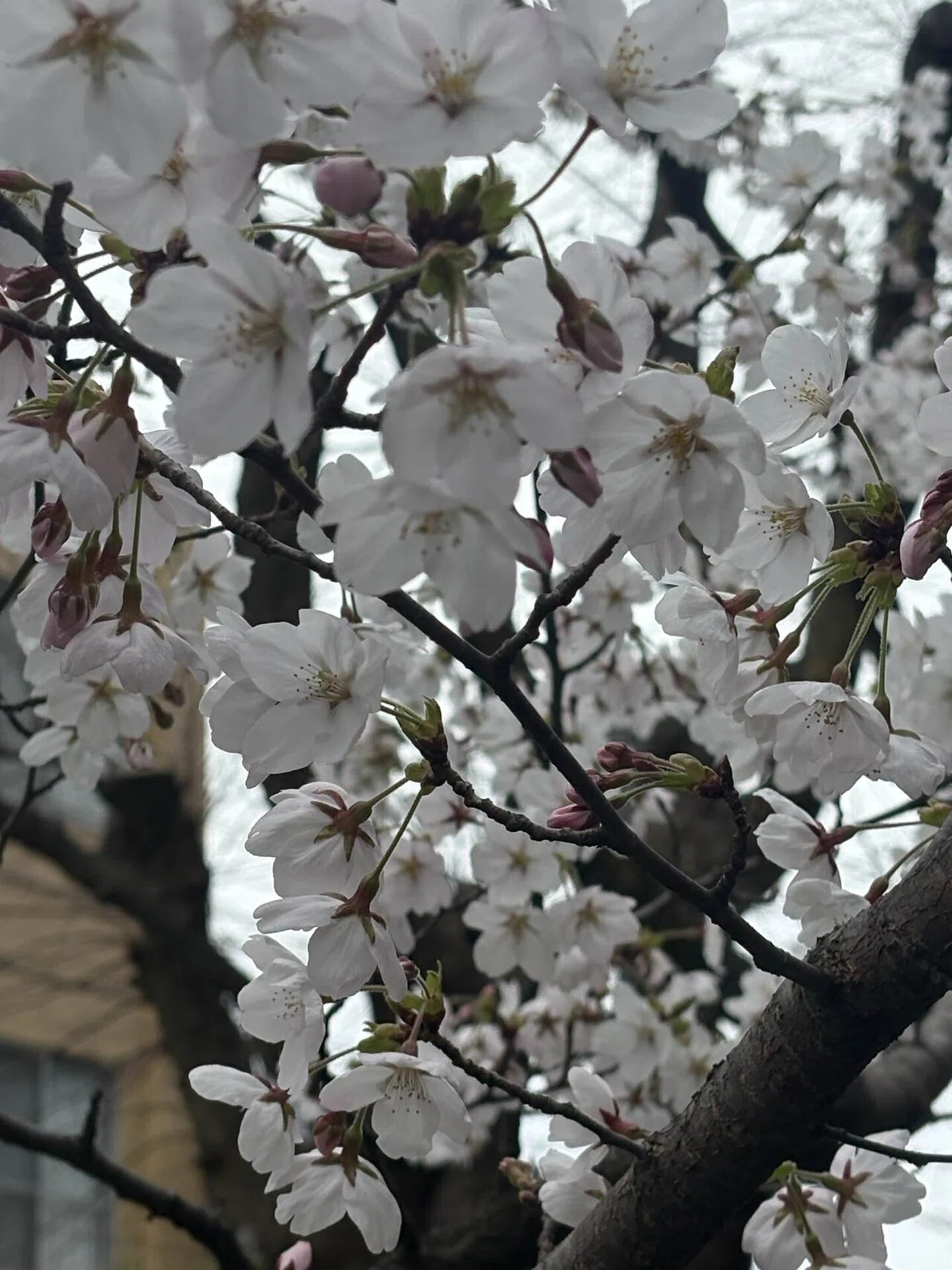 アメリカの桜、高峰博士が尽力｜出町譲 高岡市長