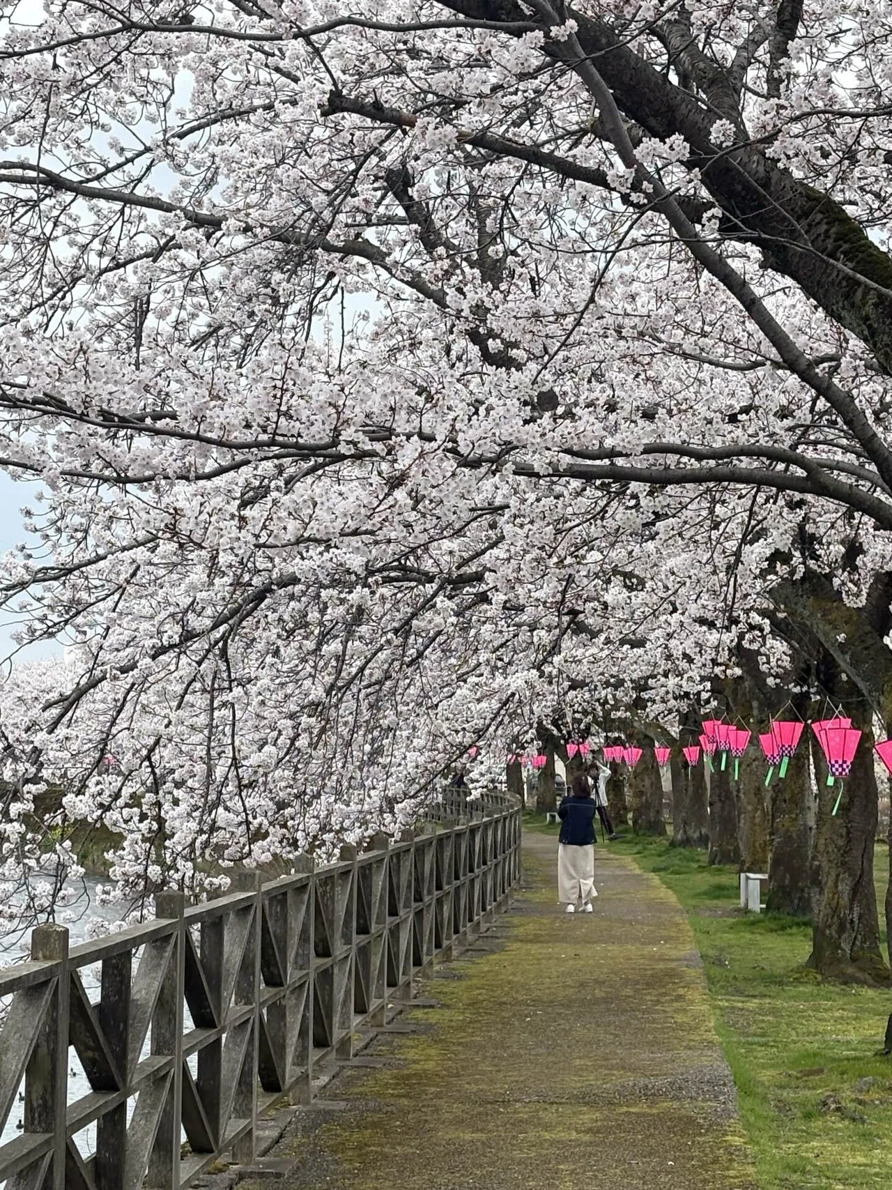 アメリカの桜、高峰博士が尽力｜出町譲 高岡市長