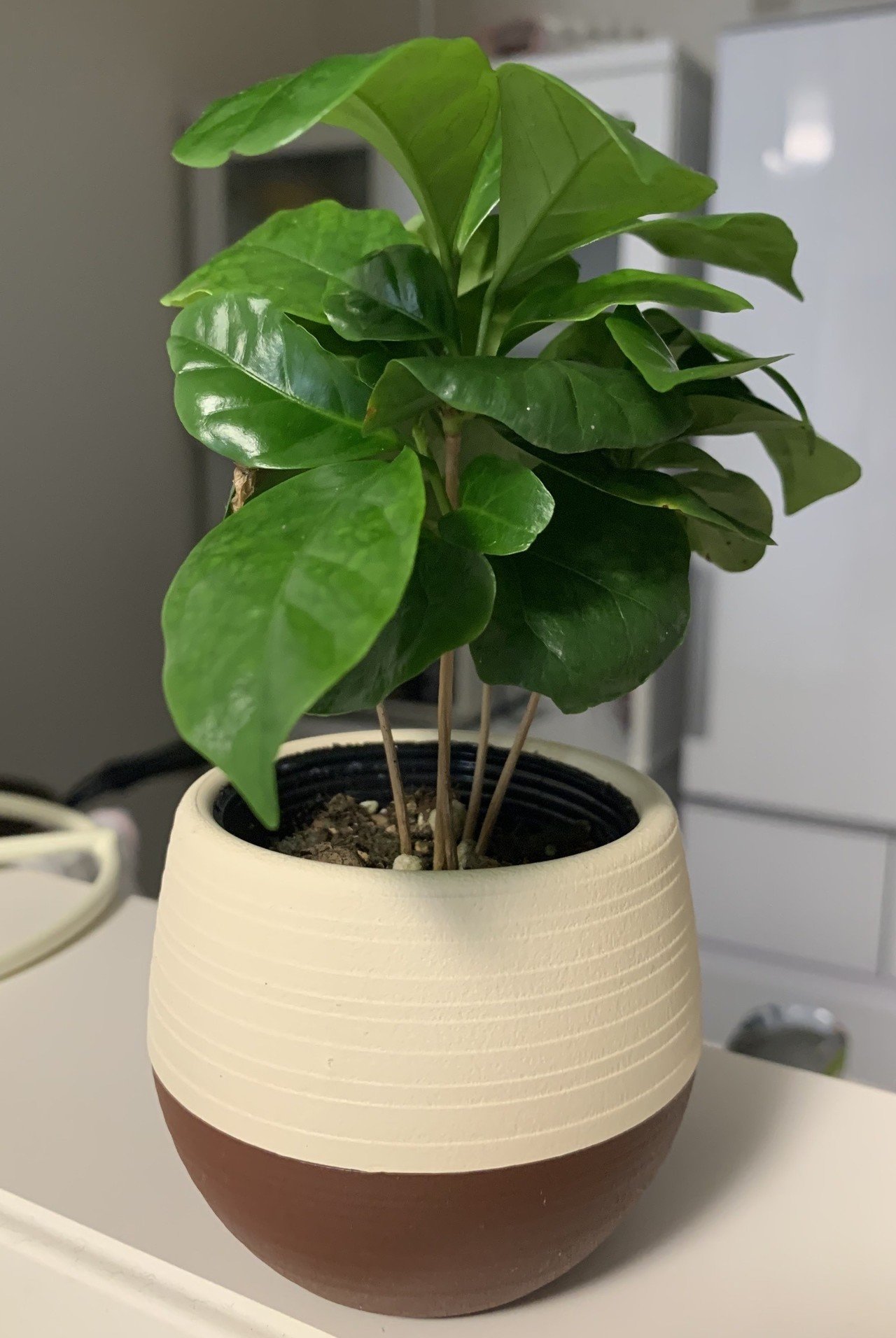 観葉植物買いました Yuyu Note 観葉植物買いました Yuyu Note