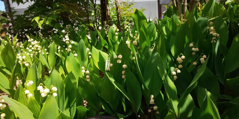 聖母マリアの花 の新着タグ記事一覧 Note つくる つながる とどける 聖母マリアの花 の新着タグ記事一覧 Note つくる つながる とどける