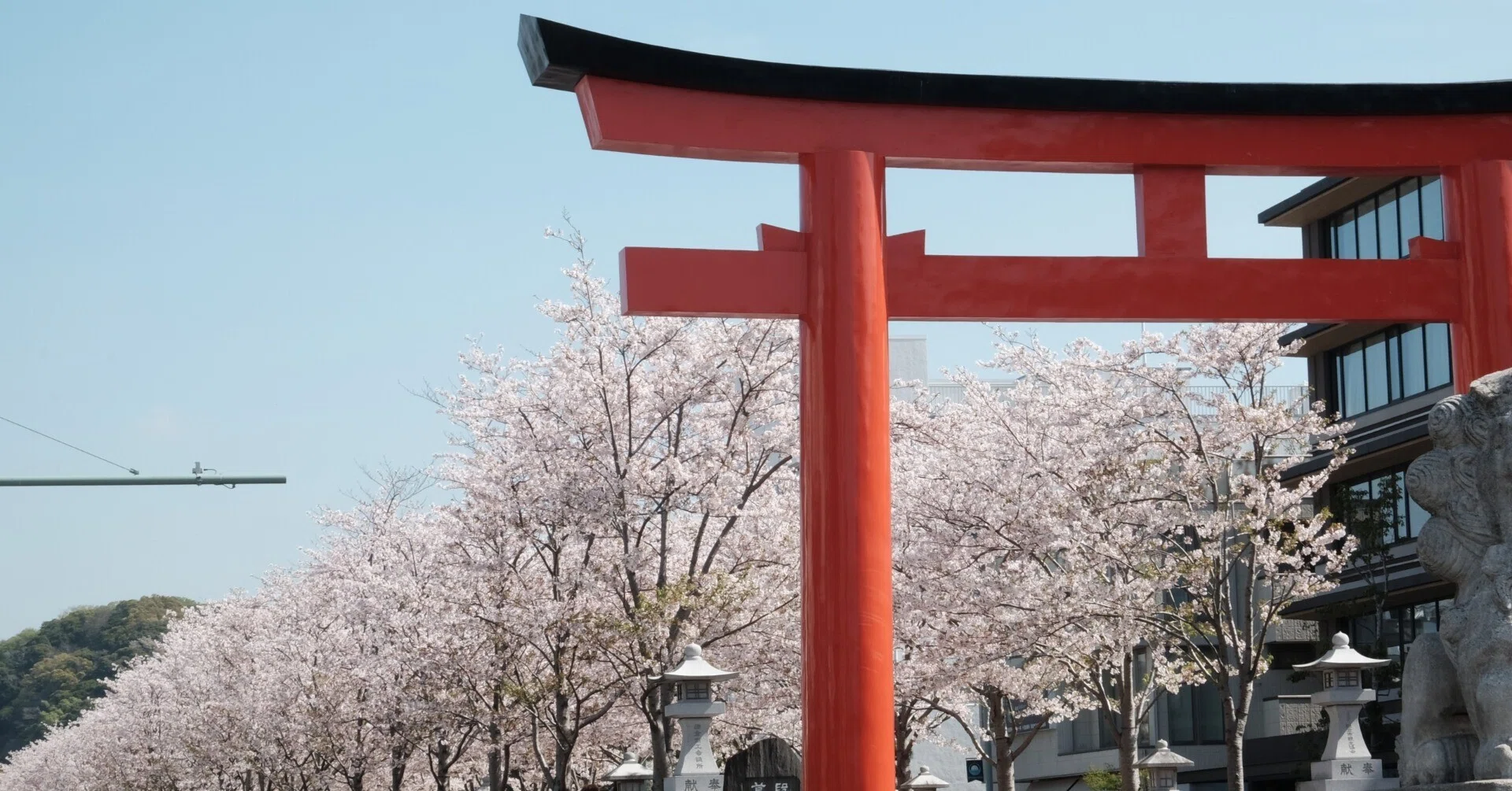 鎌倉 段葛の桜2026｜yuka