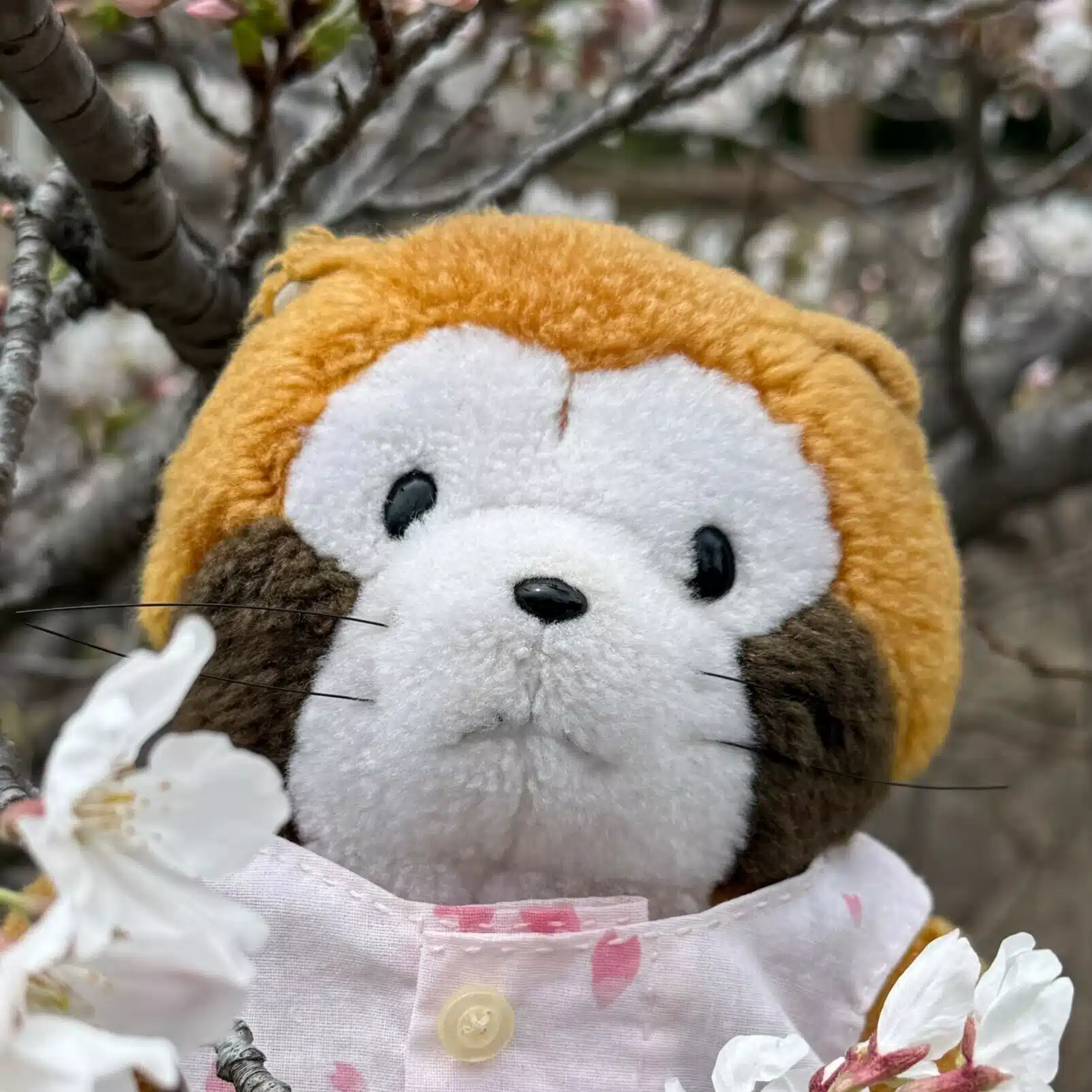 ぼたん