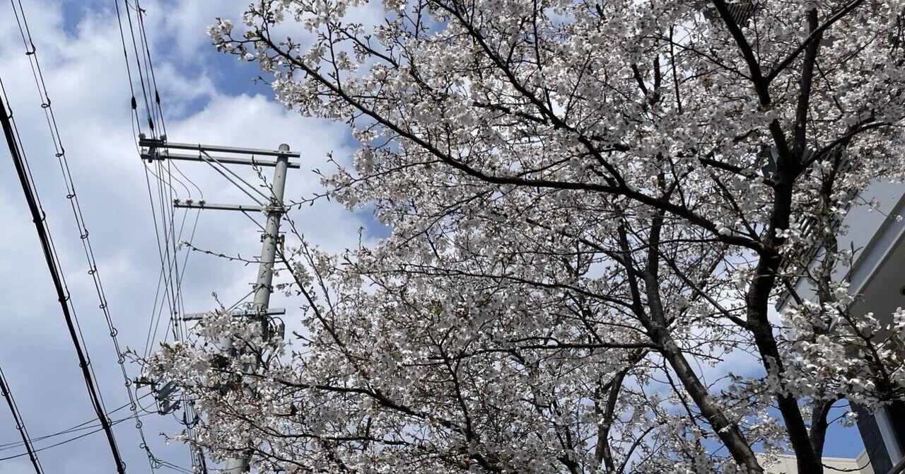 4/7 桜｜すがわらゆうき
