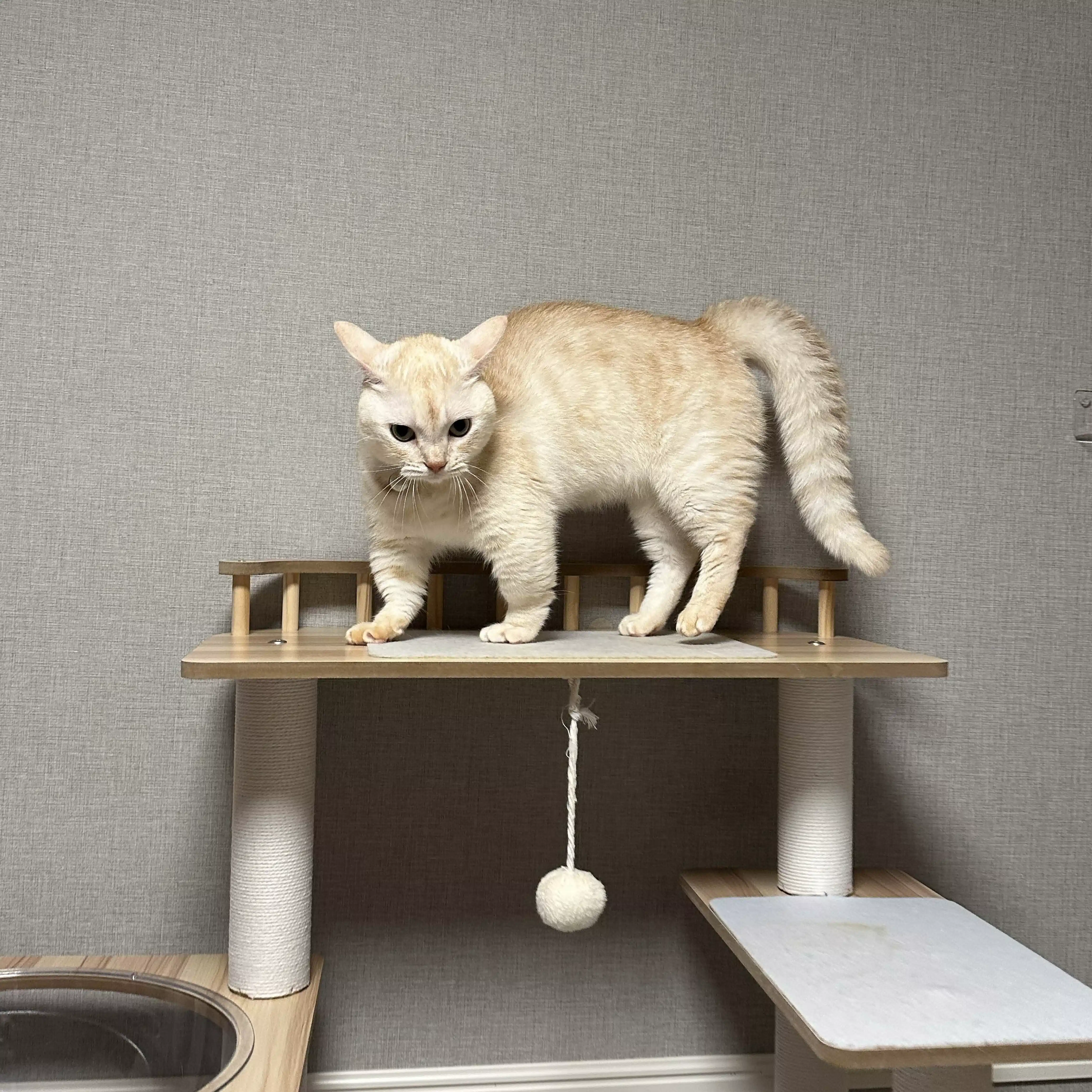 猫よりだいじなものはない