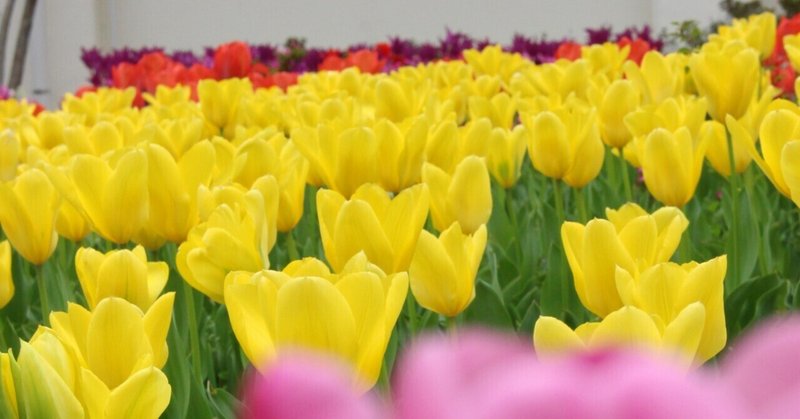 ２０２６和歌山高校　　　　　　　　　🌷チューリップフェスティバル🌷