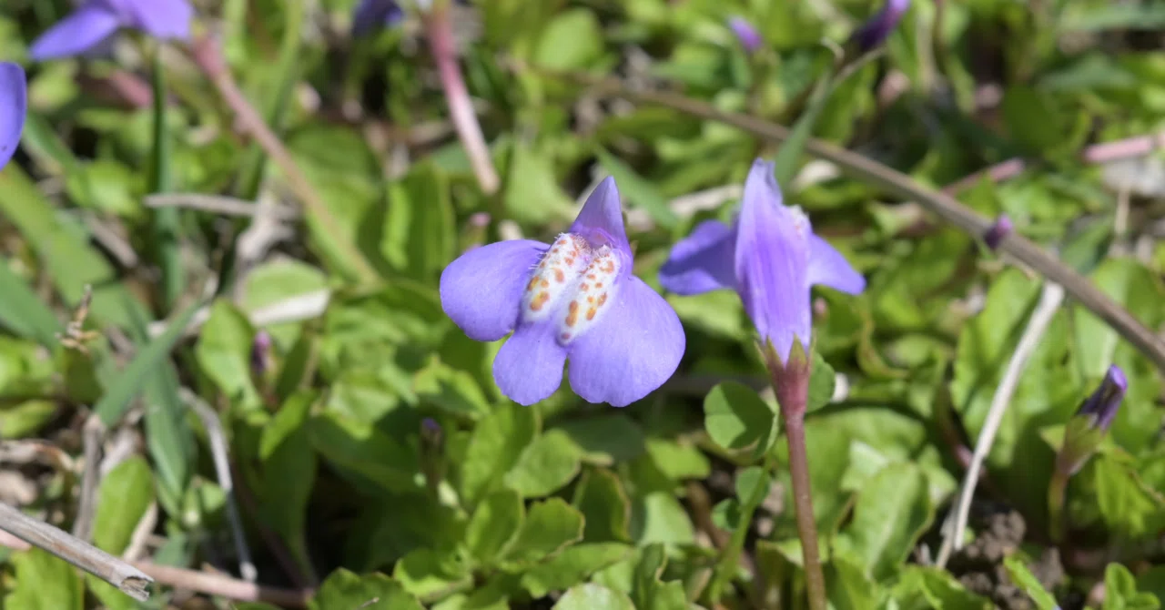 道草植物図鑑No.30「ムラサキサギゴケ」｜ふみ