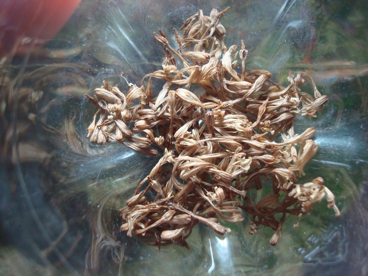 幸福の木の花が咲く時 幸福の木的には幸福でない話 愛情が植物の肥料 伊達 英紗 Date Eisa Note