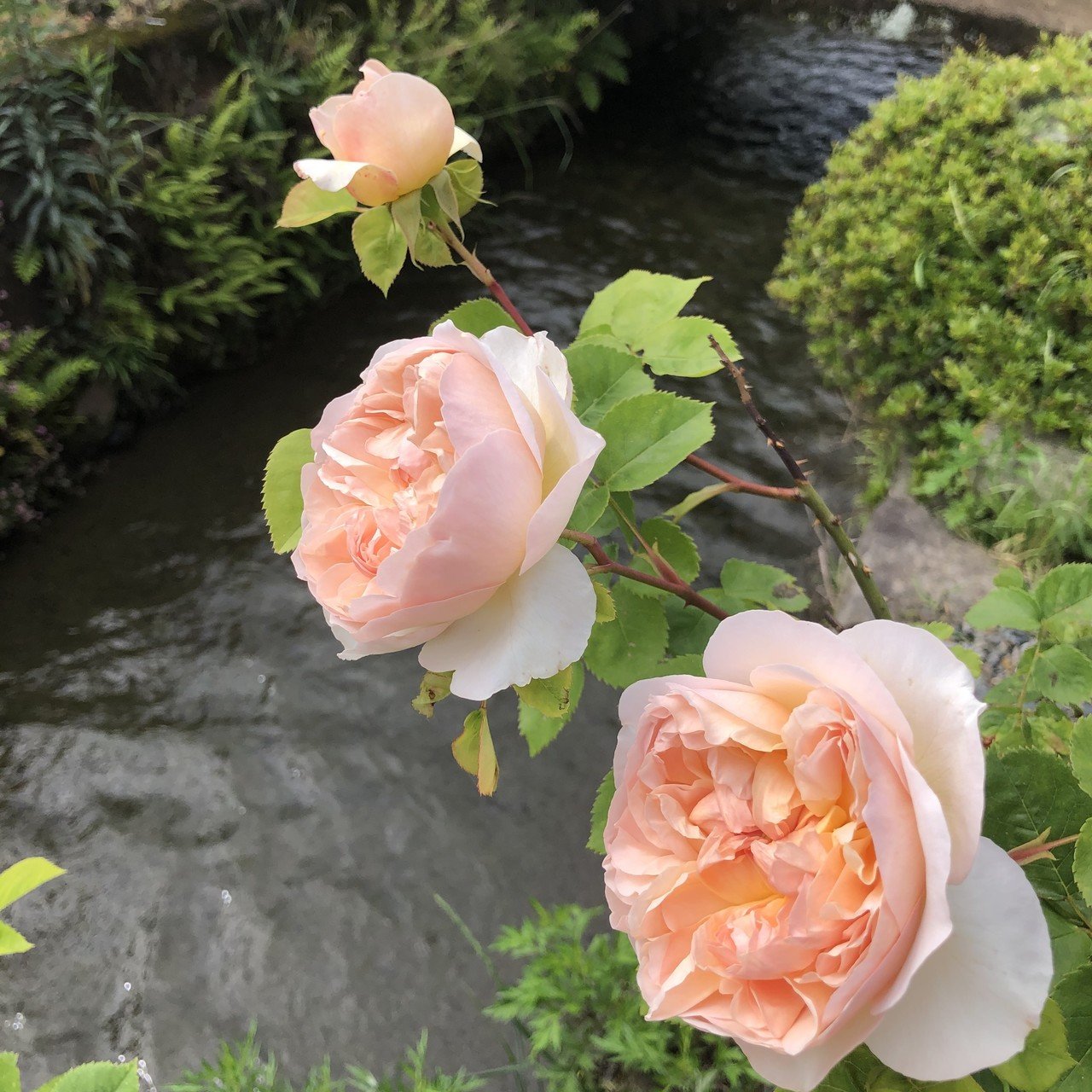 5月24日薔薇 芍薬 庭と畑 もも星人 7 25 アモヨコ古本喫茶 京都 Note 5月24日薔薇 芍薬 庭と畑 もも星人 7 25 アモヨコ古本喫茶 京都 Note