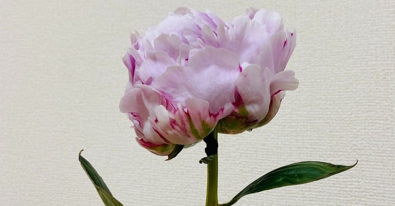 立てば芍薬 座れば牡丹 歩く姿は百合の花 かりんちゃん Note