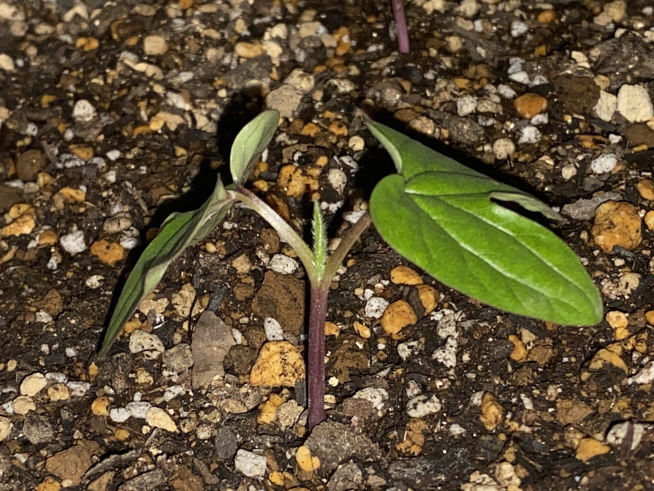 朝顔と秋桜 十三日目 雲丹 Note 朝顔と秋桜 十三日目 雲丹 Note