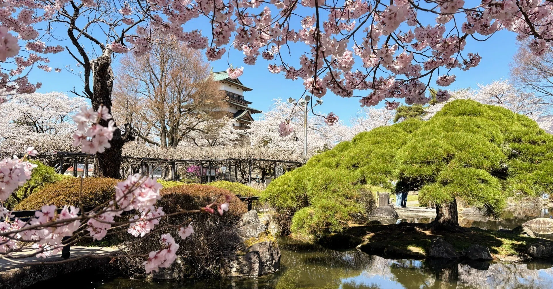 桜❀　0605 地元の桜も満開 宮川と高島城｜ういうい