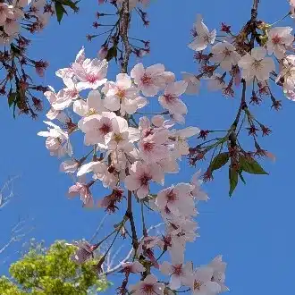 多羅沙（たらさ）