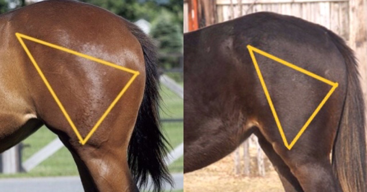 トモ 一口馬主 馬体 いっちゃんねる Note トモ 一口馬主 馬体 いっちゃんねる Note