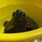 かめきちガジェット解説
