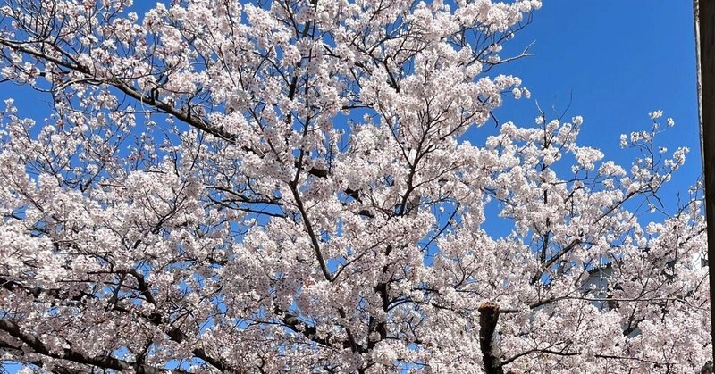 🌸学生運営スタッフからのメッセージ＆今後のスケジュールのお知らせ