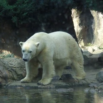 リズム