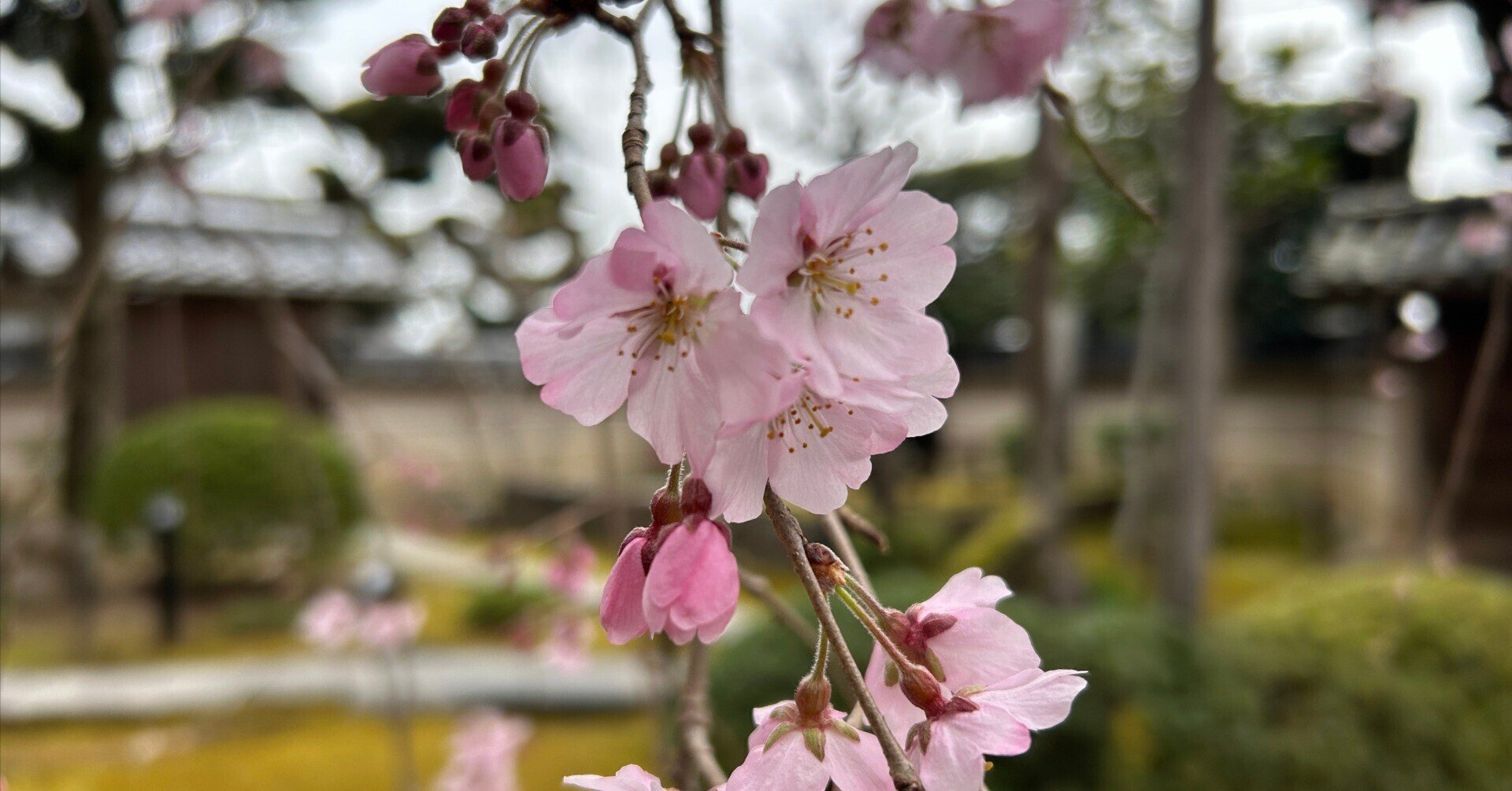 桜花 しだれ桜×182つぼみ×3｜商品案内｜株式会社アスカ商会