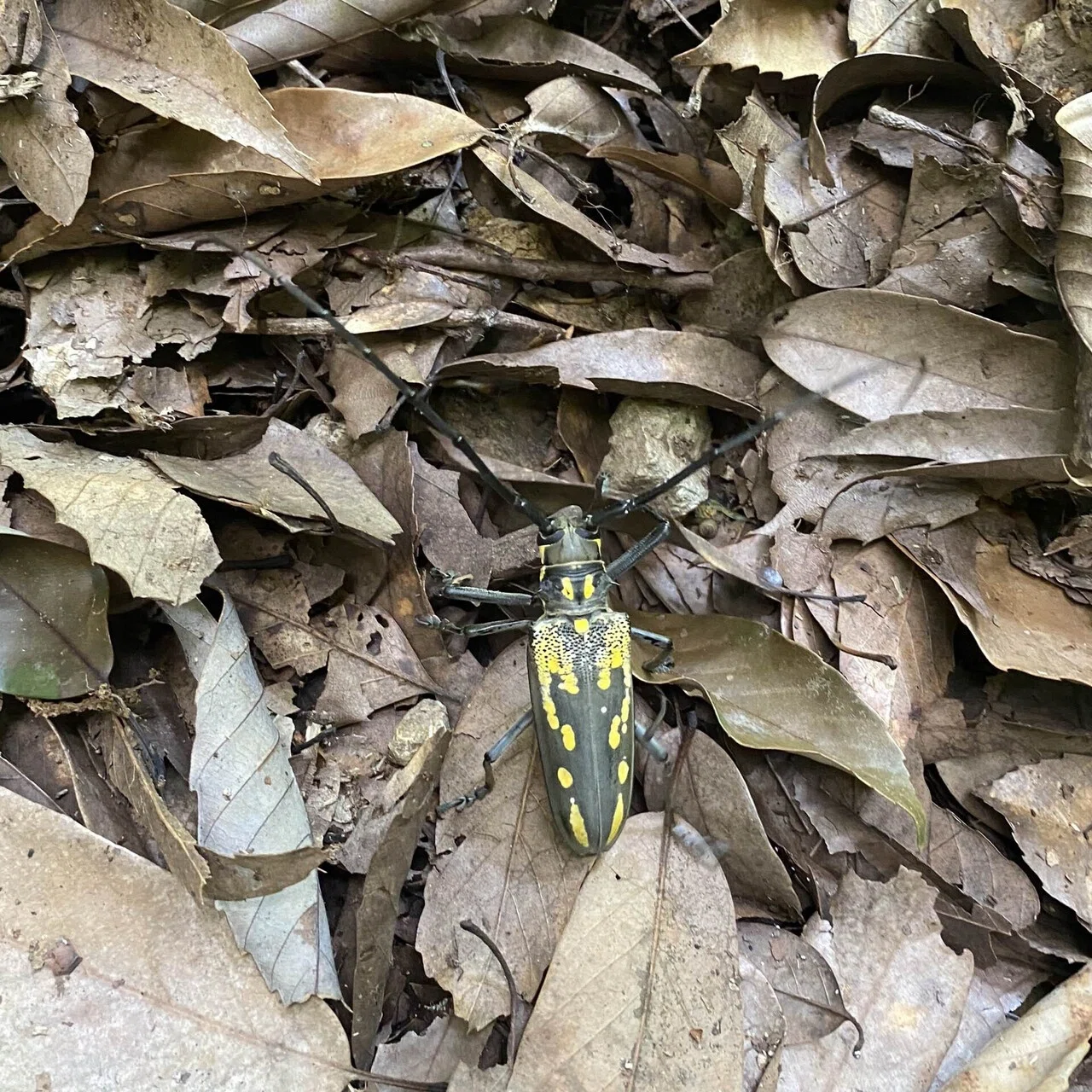 【19mm】戦国武将のような面持ちのカミキリ ヒゲとツノあり 標本 タマムシ Geminiからの挑戦状。カミキリムシクイズ！｜6411radio