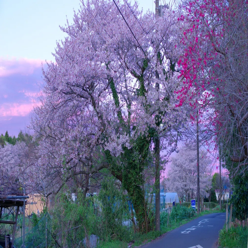 第80話 名残の桜(PENTAX K-1ⅡとK-7)｜Yasuhiro Ts