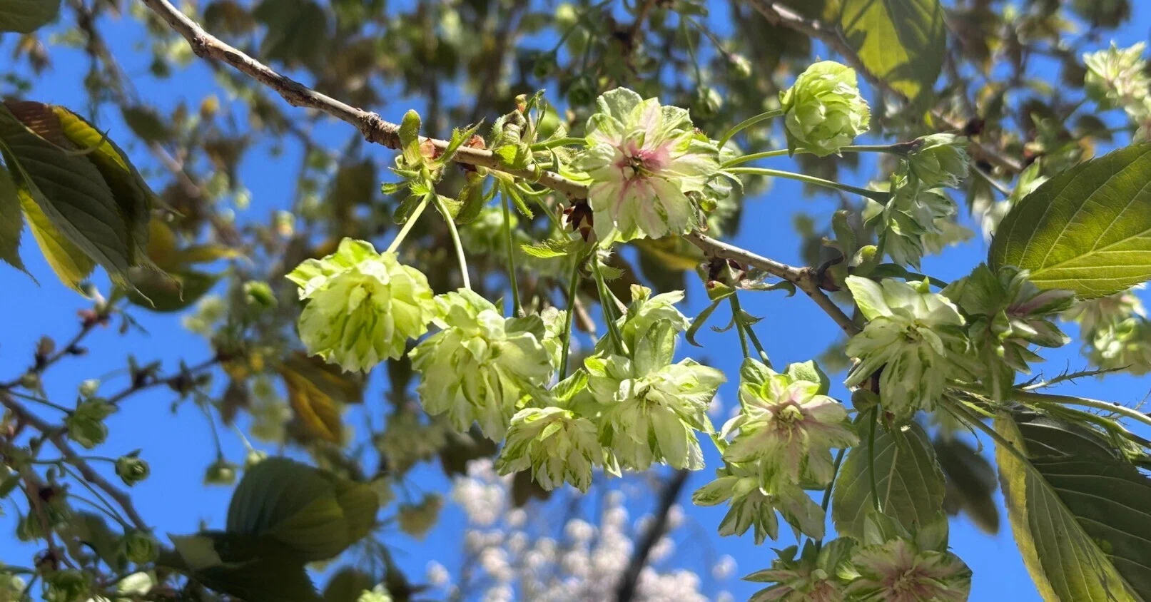 新宿御苑 緑の桜、御衣黄（ぎょいこう）｜4課のNさん