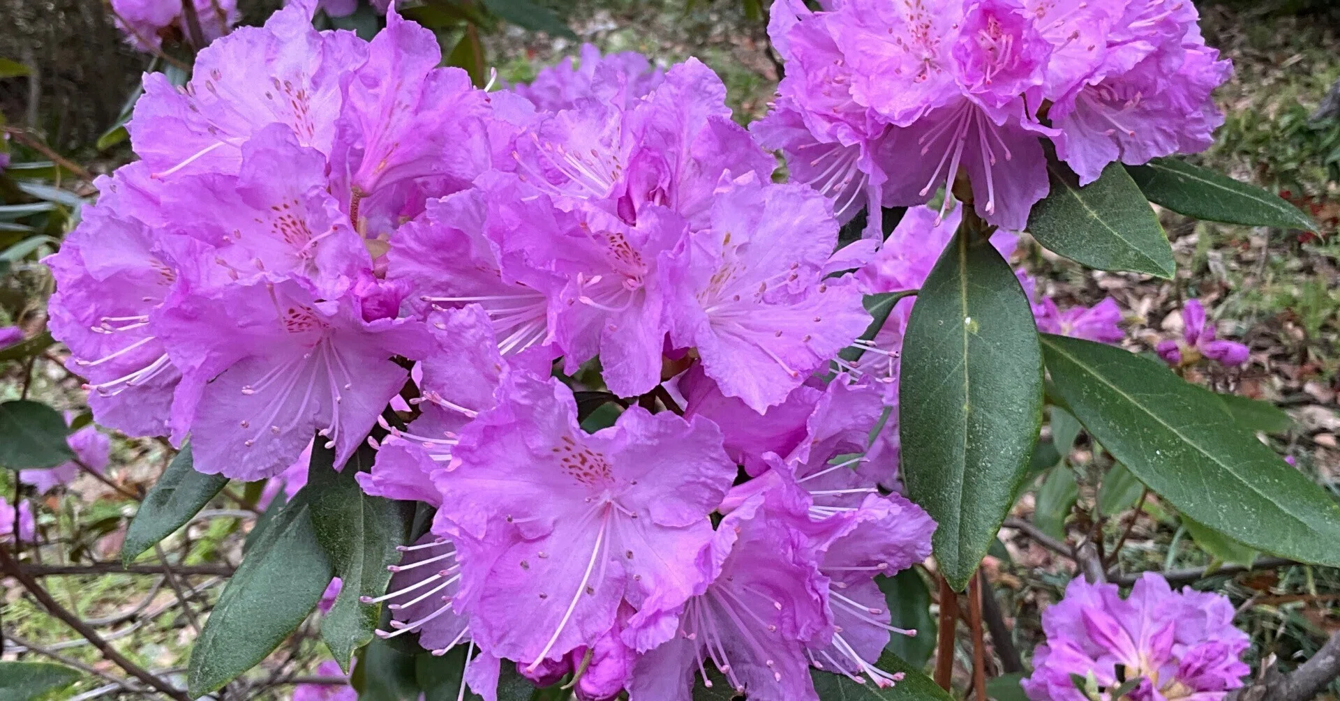 Kaneko Genkai Azalea (Kyoto Botanical Garden): April 8, 2026 (Wed