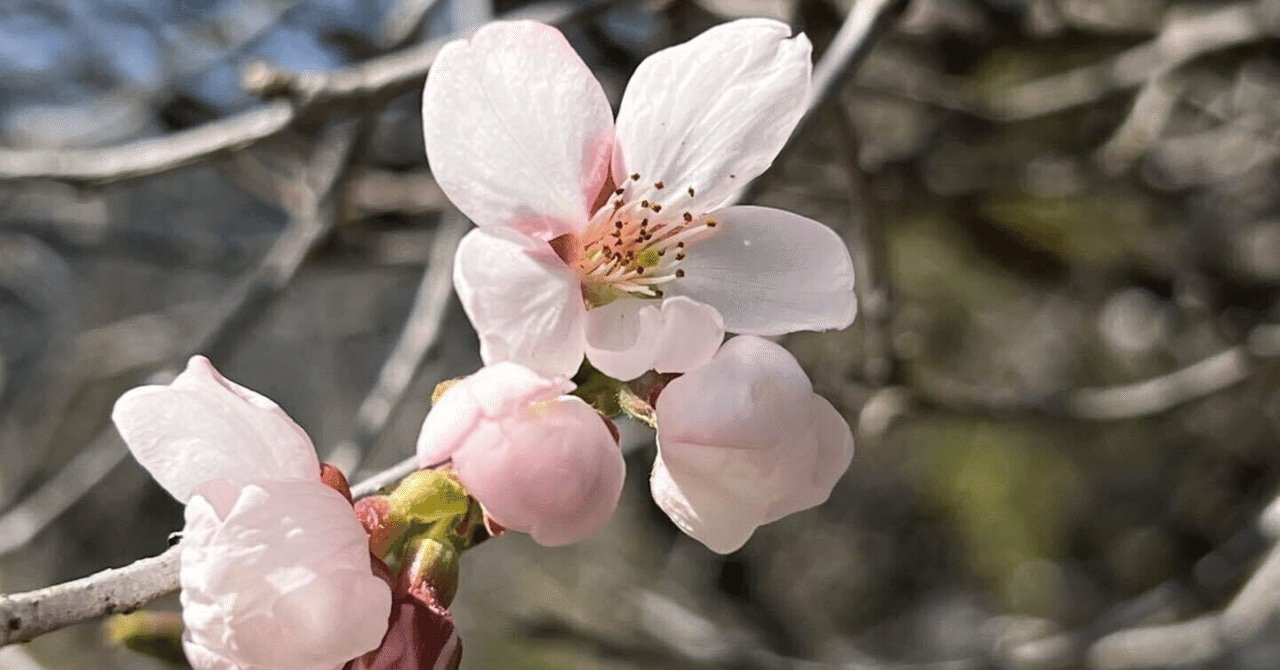 「can」が「キャン」に聞こえない理由――英文の中で起こる発音変化の本質｜linguistics research and writing