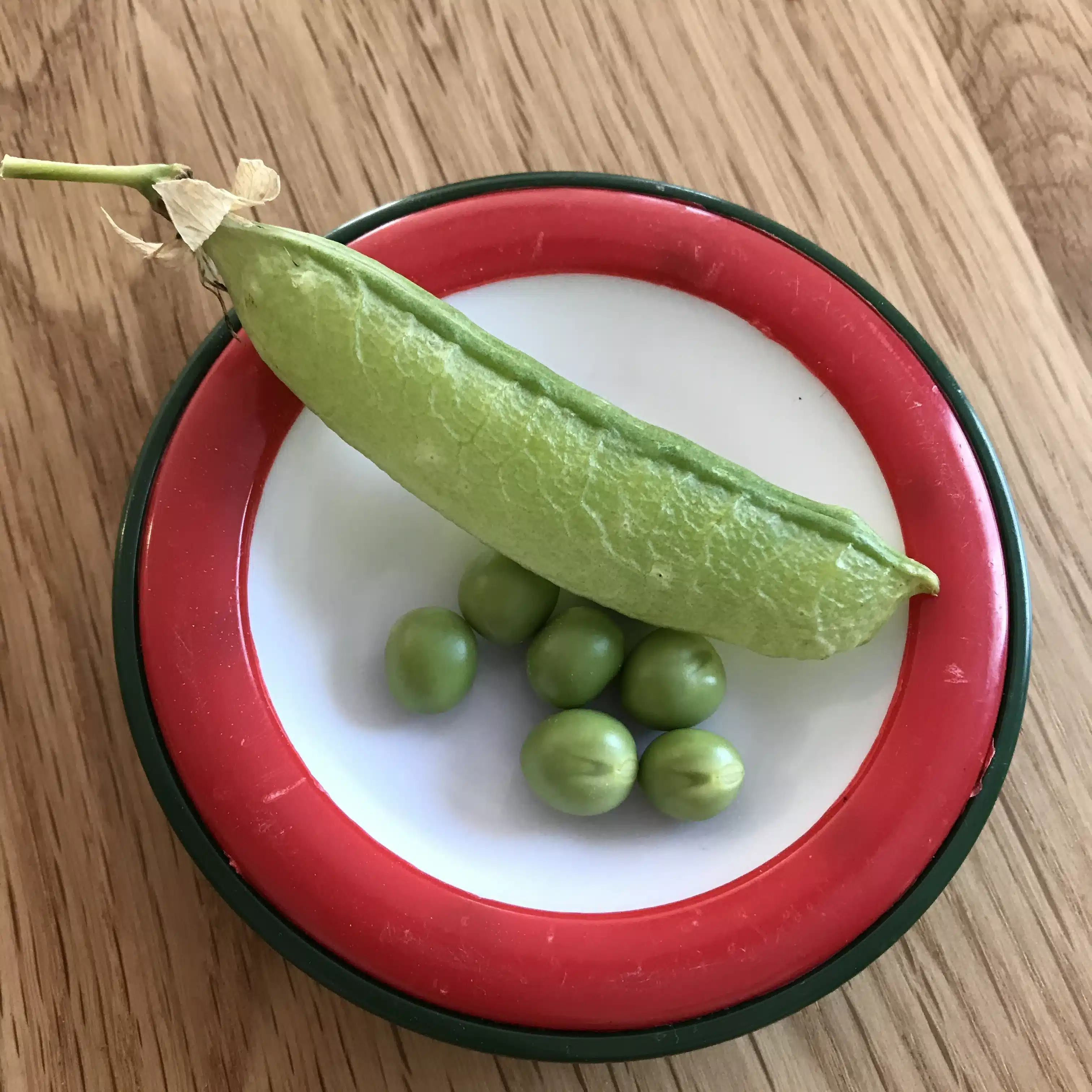 うめがき たね