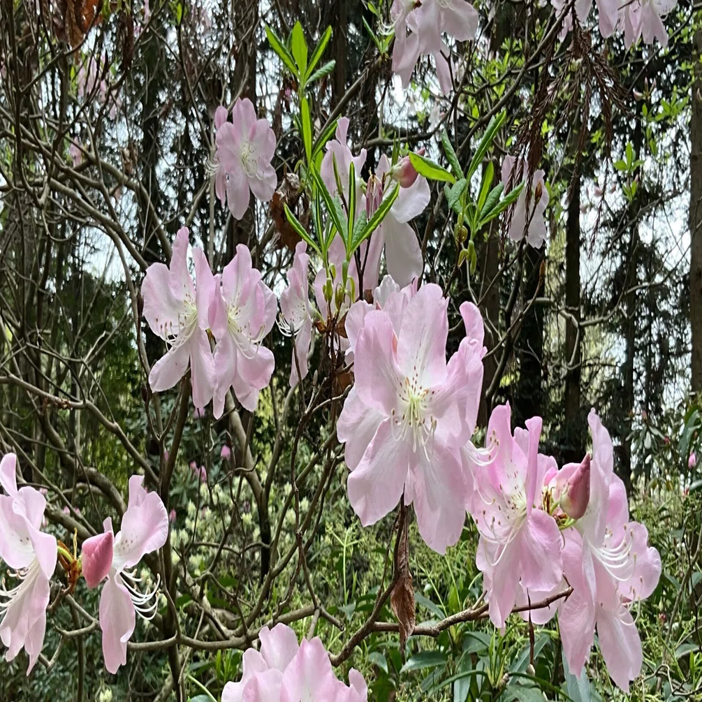 クロフネツツジ（京都府立植物園）：2026年4月9日（木）｜藤井秀昭