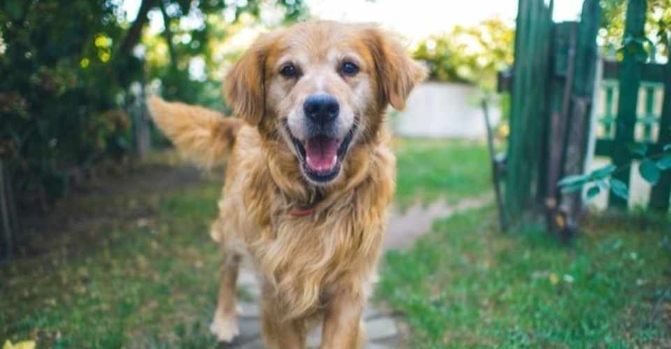 保護犬の里親になるまで トライアル2週目 坂口みき Note