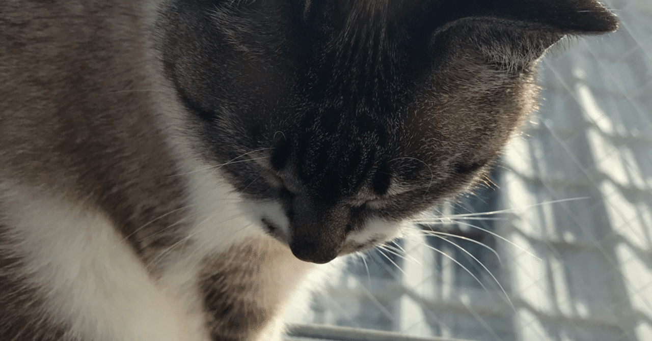 猫と夢 みみ Note