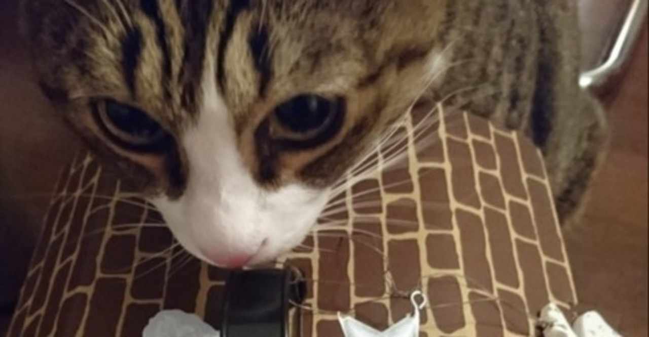 ネコのブンちゃん の新着タグ記事一覧 Note つくる つながる とどける