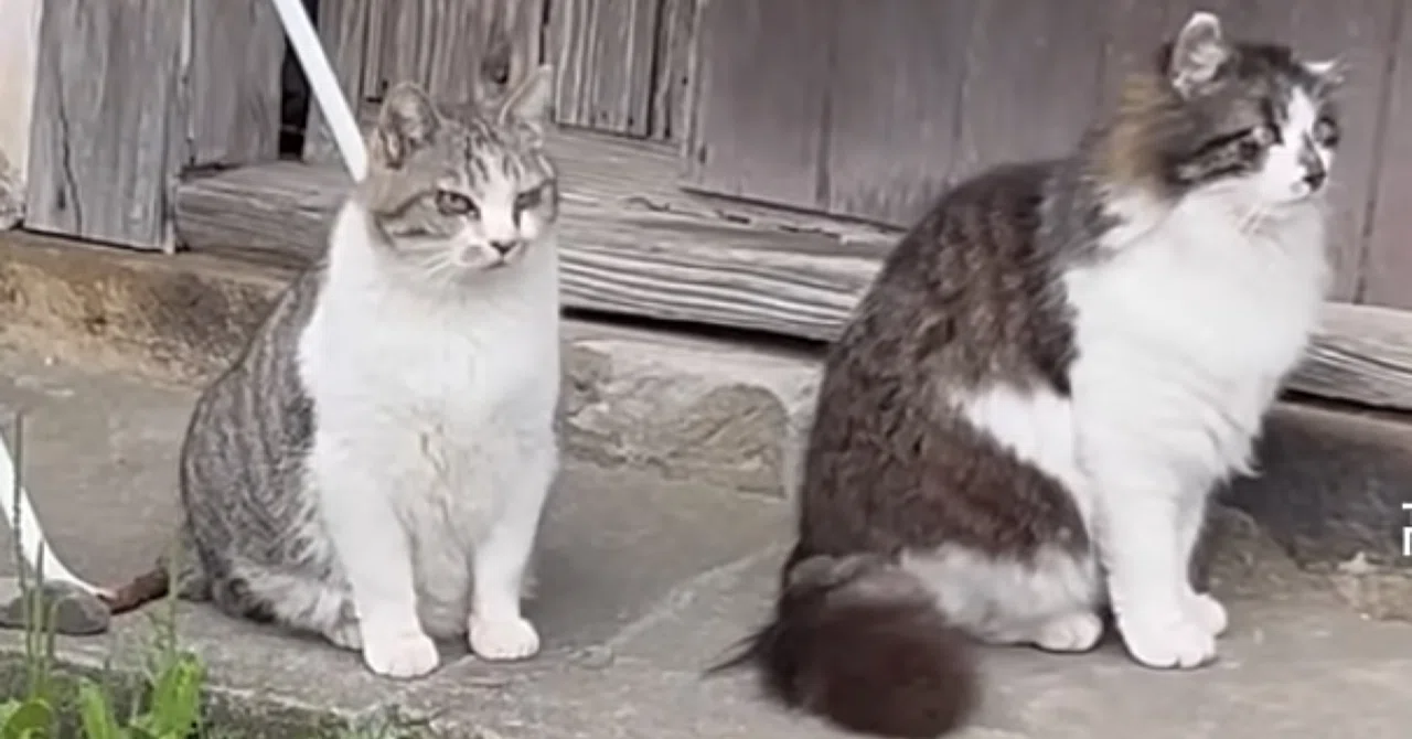 なぜボス猫は、小さくてもボス猫なのか。｜猫様とごはん