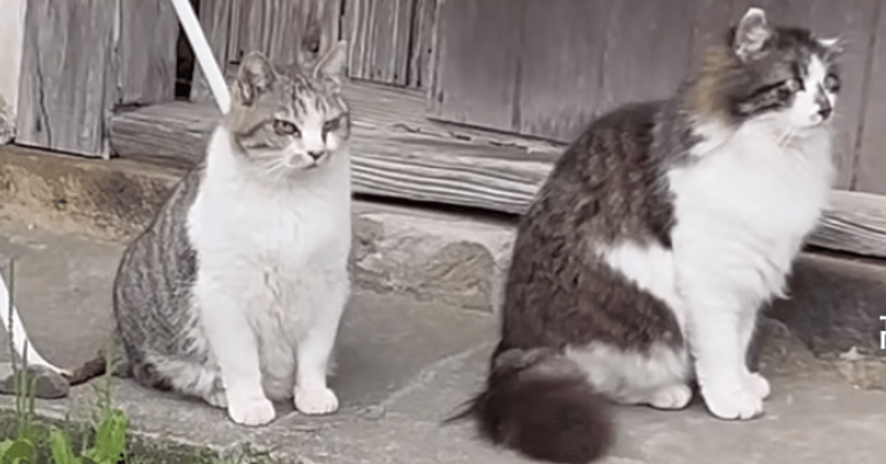 やせねこ様 なぜボス猫は、小さくてもボス猫なのか。｜猫様とごはん
