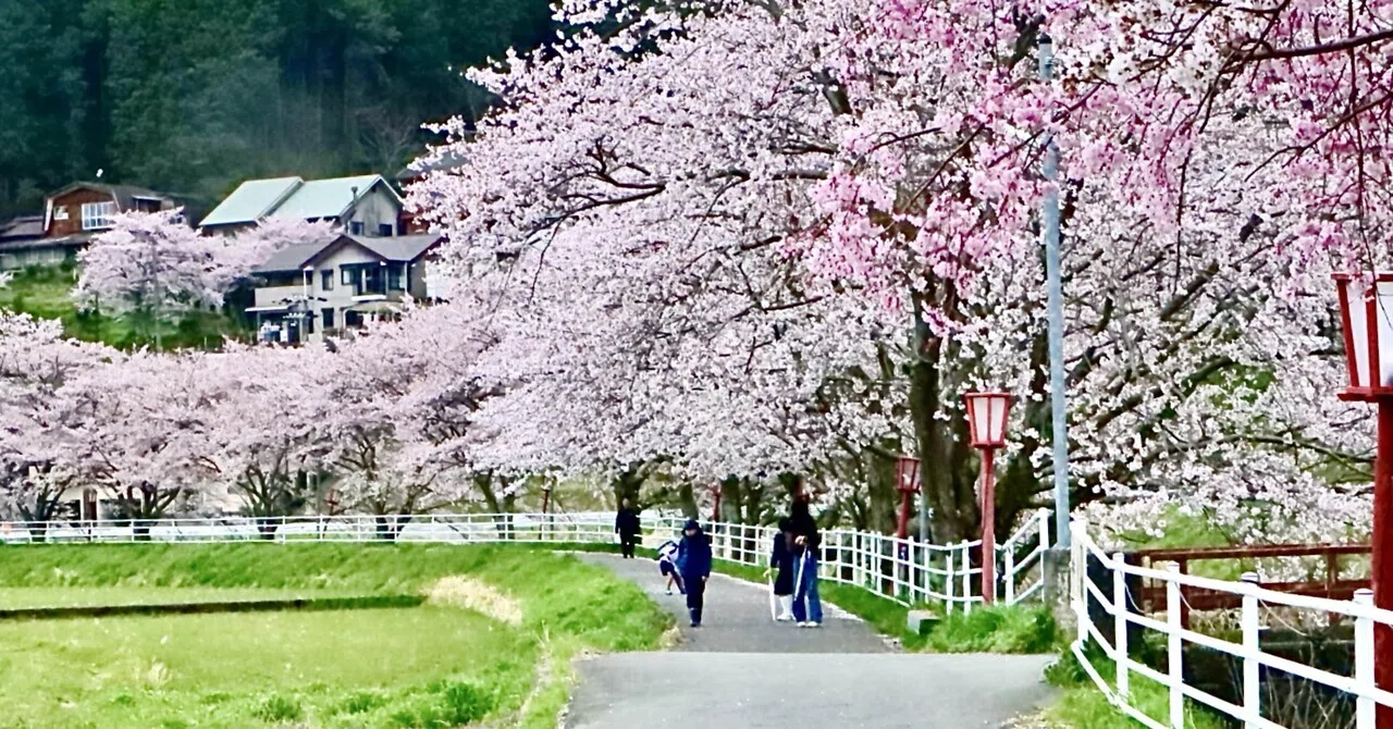 奈良・榛原駅から大宇陀まで歩いた 宇陀川の桜並木、千年桜、又兵衛桜