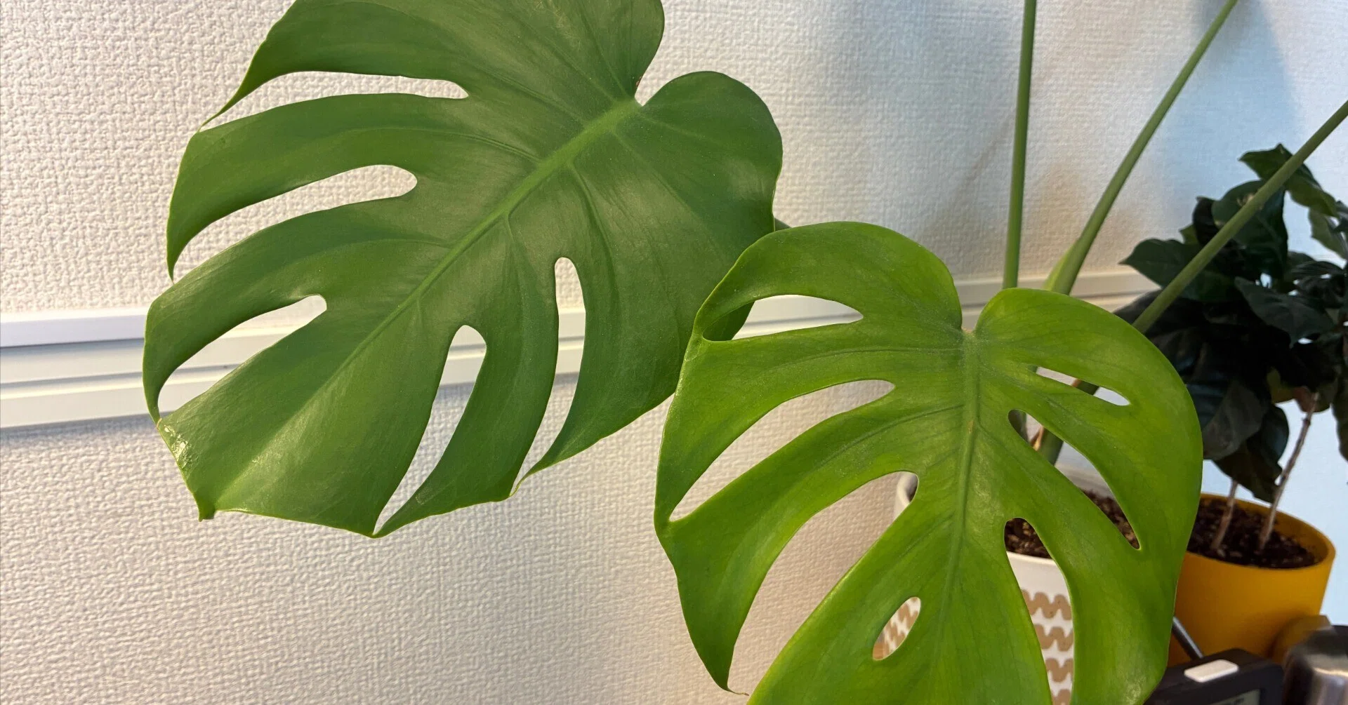 観葉植物】部屋のモンステラを見ると元気がもらえる話（圧倒的生命力の 