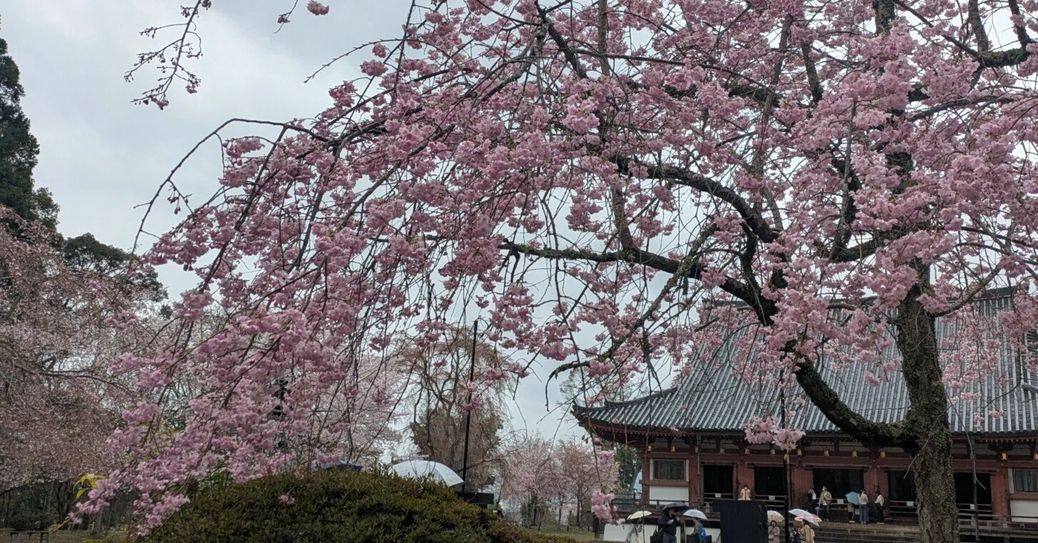 雨と桜、祈りの余韻 ―― 世界遺産・醍醐寺で過ごした清らかな一日