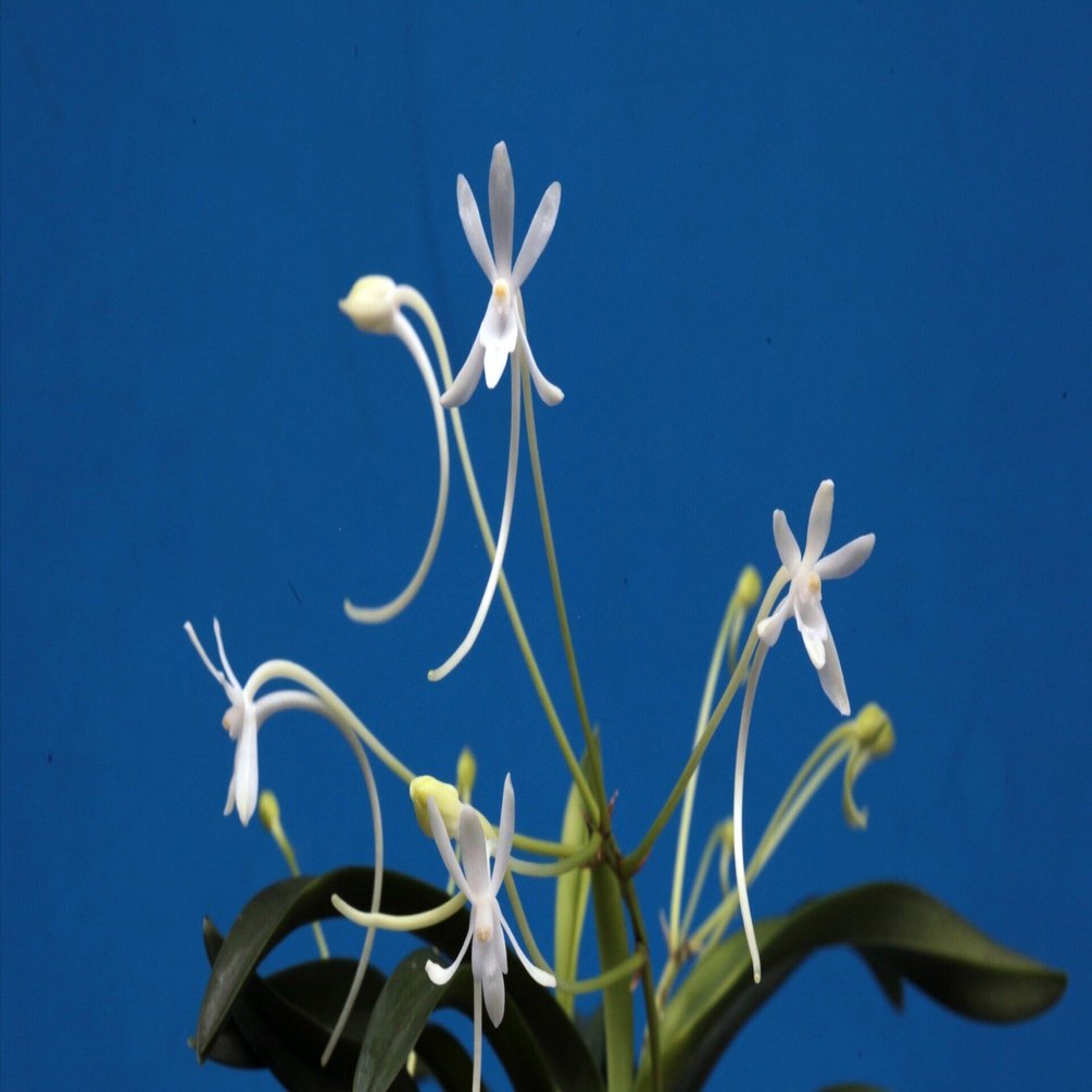 富貴蘭「大雲海」の花（過去の画像倉庫から）｜KJ Morison