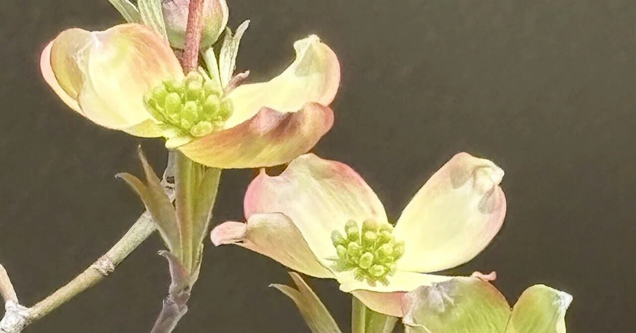 ハナミズキ　⭐️ 白花　⭐️ 花付き最高のボリューム株　4.18撮影 ハナミズキ ⭐️ 白花 ⭐️ 花付き最高のボリューム株 4.18撮影 【公式