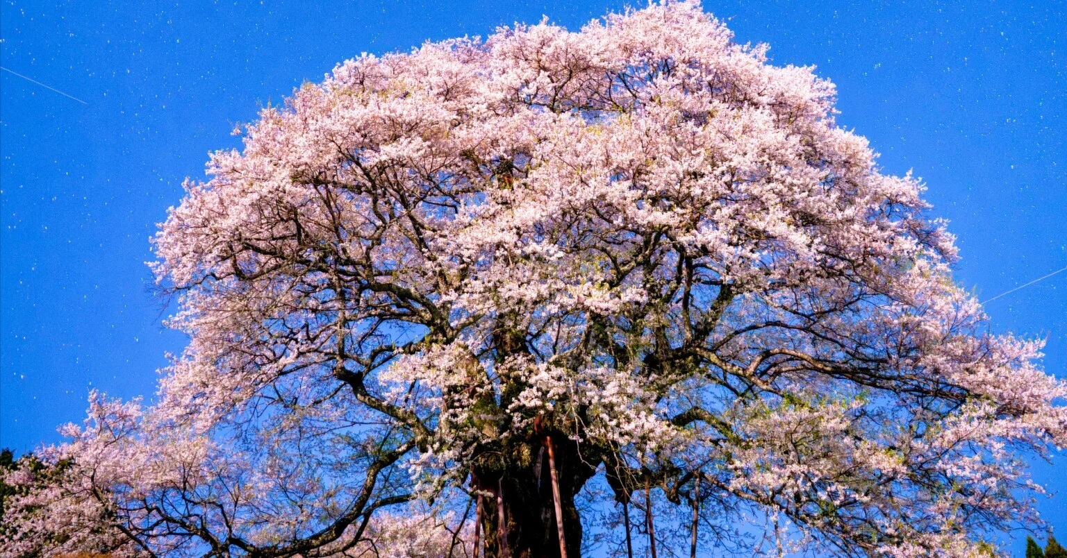 桜子サイト 満開の醍醐桜】マイクロフォーサーズとフルサイズで夜桜を撮り比べまし