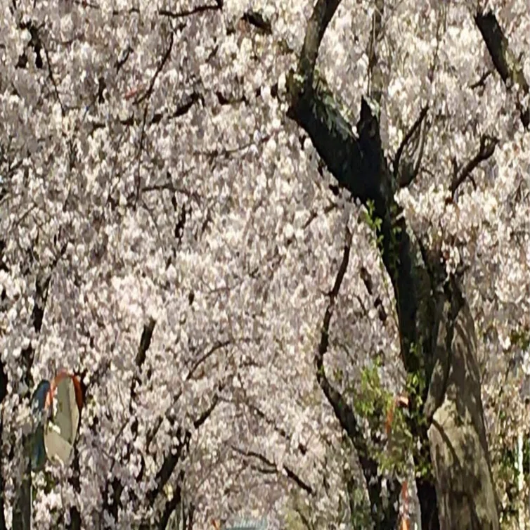 桜輪切のローテーブル㊱ユッケたん❕　桜の綺麗な年輪がいいですよ❕脚はテーパ 桜輪切のローテーブル㉜ 桜の綺麗な年輪がいいですよ❕ 【公式通販】