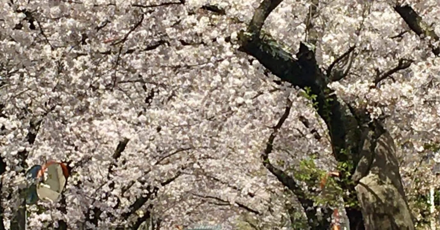 60代のダイエット日記(296)桜のトンネルについて思う|yukkochany 60代のダイエット日記(296)桜のトンネルについて思う|yukkochany