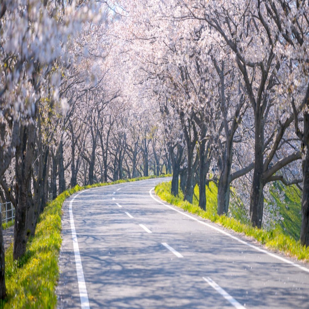桜並木と青空と｜霧島 葉音