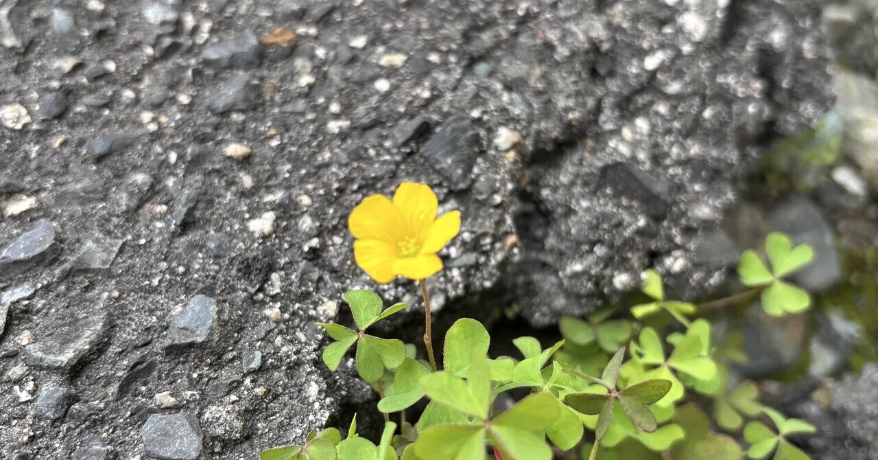 それでも、変わらないものがある|うめ家|細谷