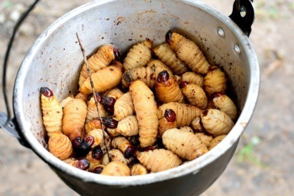 グロ注意 南米ベネズエラの少数民族の村に滞在したら 彼らのタンパク源は 虫 でした 笑 アリ バッタ イモムシを彼らの伝統的な調理方法でいただきましたよ Http Sekaish 宮﨑大輔 Note