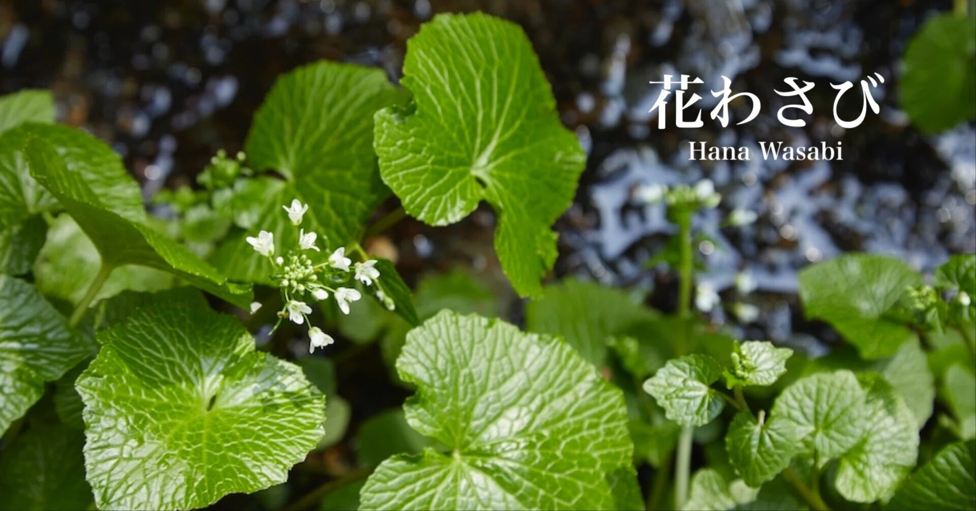 新緑のわさびと花わさびの季節 山梨県道志村｜BELAY