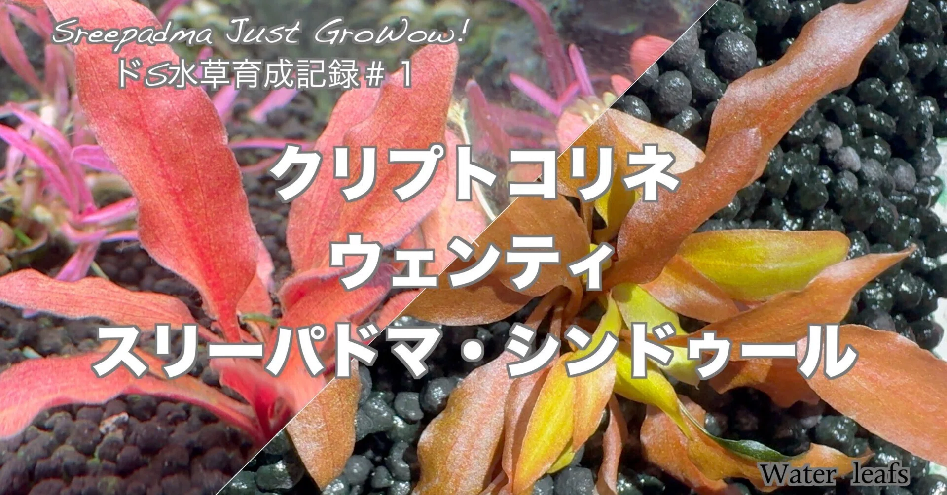 ドSな水草育成＃1】 クリプトコリネ・ウェンティ「スリーパドマ