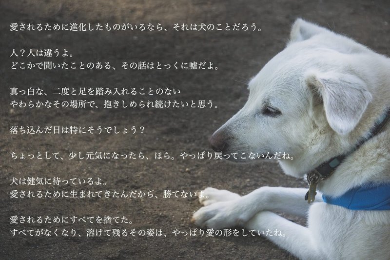 犬の詩 たっくんちゃん Note