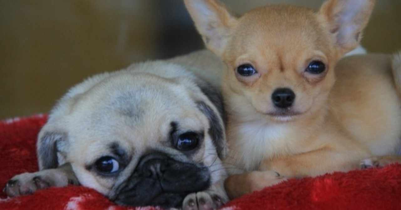 加藤清正 の定番タグ記事一覧 Note つくる つながる とどける