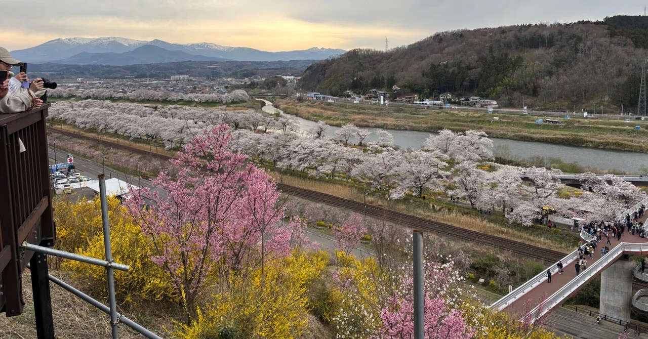 2026年4月9日（木） 夕方 宮城県柴田町船岡城址公園で桜🌸を愛でる｜旅